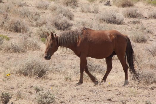 Wild horses in the nevada desert. sage brush munching
