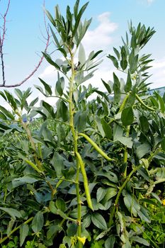 plantation of  green beans