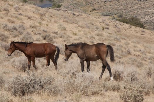 Wild horses in the nevada desert. sage brush munching