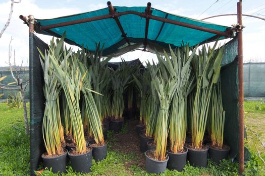 strelitzia plants