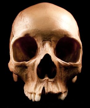 Human skull studio shot with a black background.