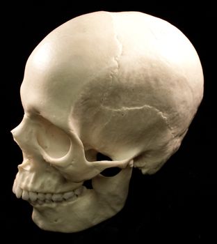 Human skull studio shot with a black background.