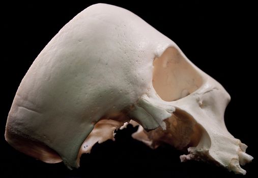 Human skull studio shot with a black background.