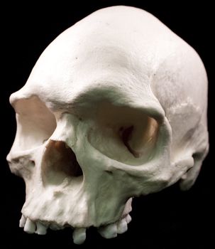 Human skull studio shot with a black background.