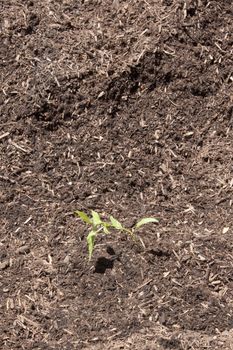  fresh plants just planted in the ground. summer sunshine!!!