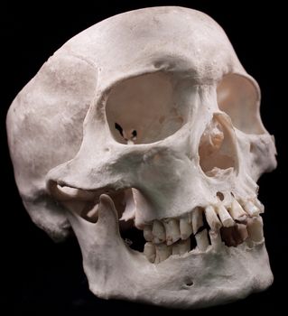 Human skull studio shot with a black background.