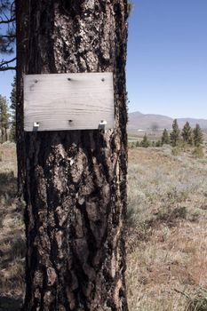Old grungy wood sign on a pine tree