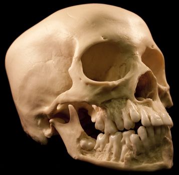 Human skull studio shot with a black background.