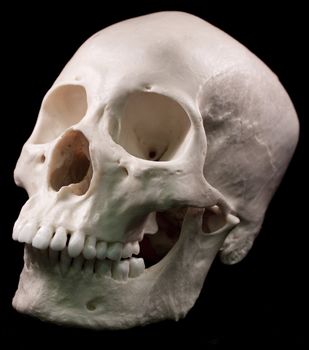 Human skull studio shot with a black background.