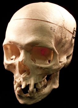 Human skull studio shot with a black background.