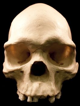 Human skull studio shot with a black background.