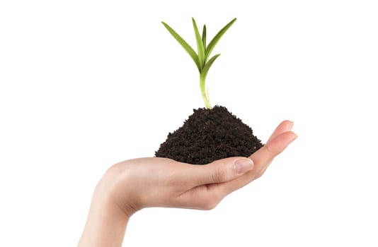 Isolated hands holding a new tree with green leaves