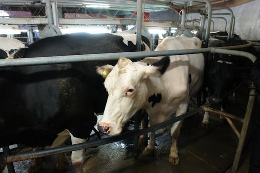 Modern creamery milking parlour with cows in a circle                               