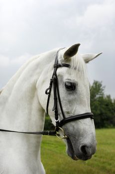 Portrait of a white horse outdoor