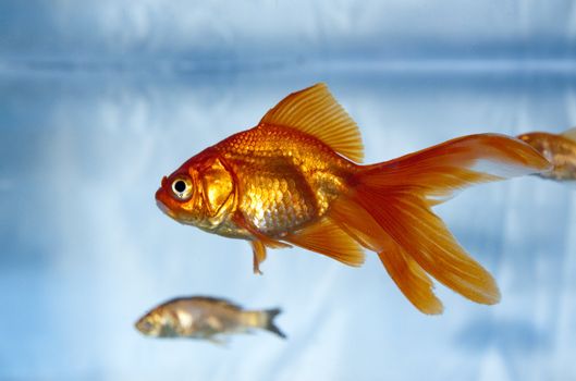 macro image of a gold fish in a tank with friends