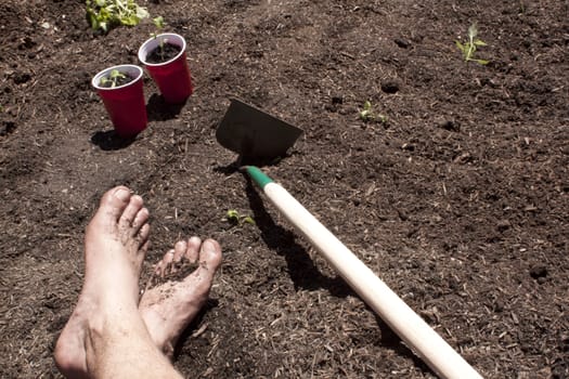 Gardening with feet in the dirt. seedlings and toosl in the shot too