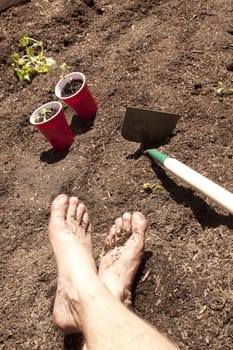 Gardening with feet in the dirt. seedlings and toosl in the shot too