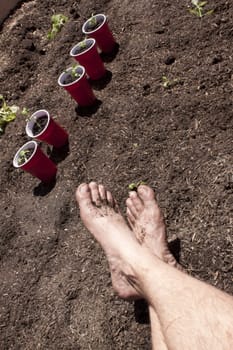 Gardening with feet in the dirt. seedlings and toosl in the shot too