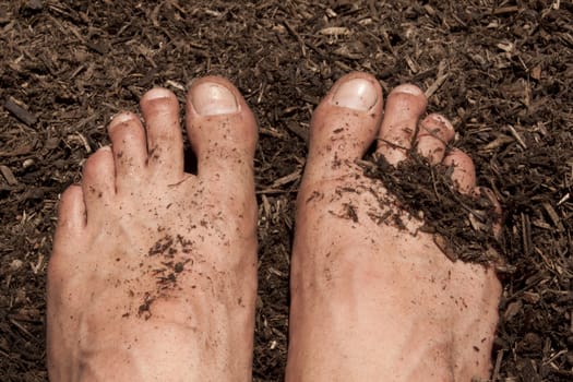 Gardening with feet in the dirt. seedlings and toosl in the shot too