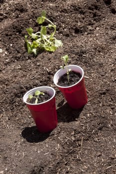 Seedlings in a red cup waiting to be planted