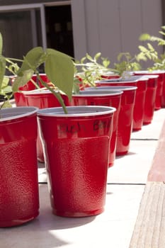 Seedlings in a red cup waiting to be planted