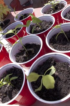 Seedlings in a red cup waiting to be planted