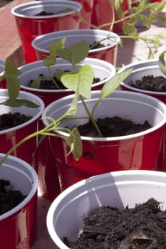 Seedlings in a red cup waiting to be planted