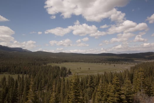 Pine tree forest in the Sierra Nevadas - Verdi Nevada