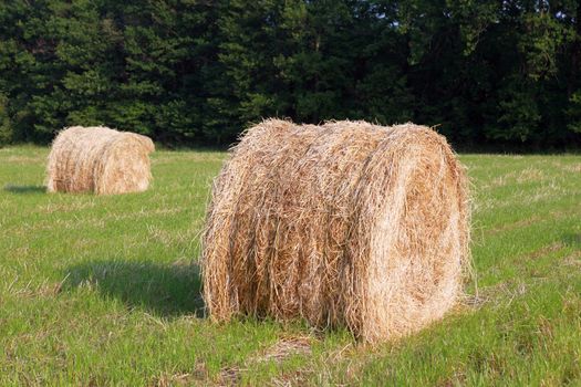Bales of hay in a field