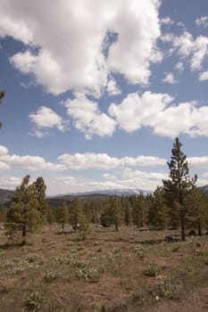 Pine tree forest in the Sierra Nevadas - Verdi Nevada