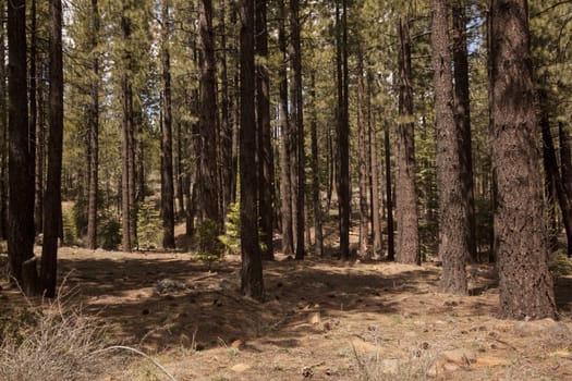 Pine tree forest in the Sierra Nevadas - Verdi Nevada