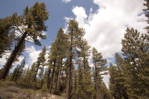 Pine tree forest in the Sierra Nevadas - Verdi Nevada