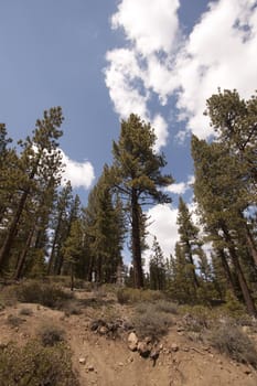 Pine tree forest in the Sierra Nevadas - Verdi Nevada