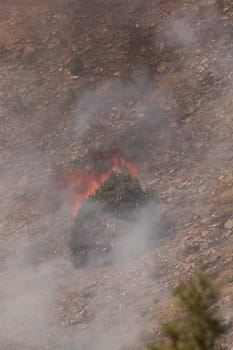 Desert fire with burning bushes and brush