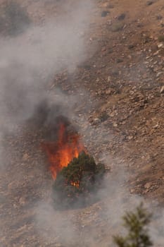 Desert fire with burning bushes and brush