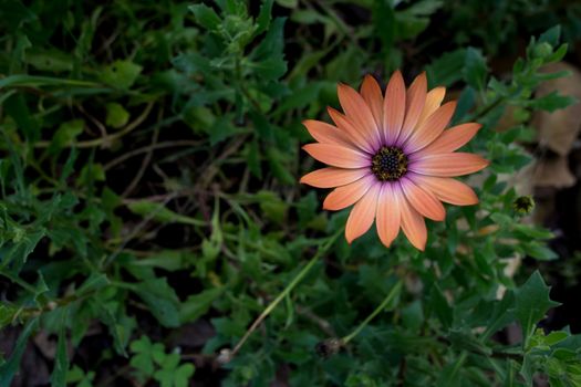 Calendula flower