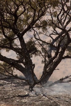 Desert fire with burning bushes and brush