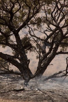 Desert fire with burning bushes and brush