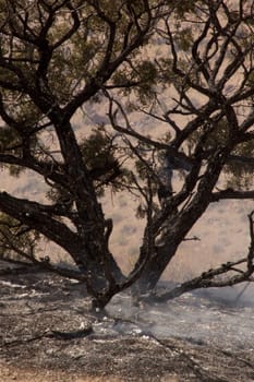 Desert fire with burning bushes and brush