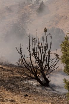 Desert fire with burning bushes and brush