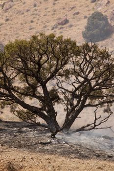 Desert fire with burning bushes and brush