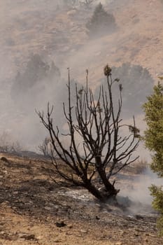 Desert fire with burning bushes and brush