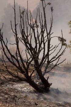 Desert fire with burning bushes and brush