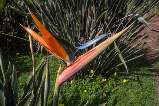 plants  Bird of Paradise