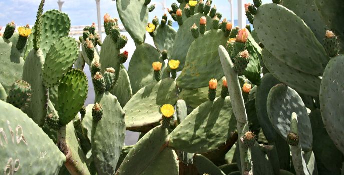 Blooming Prickly Pear or Paddle cactus with yellow flowers