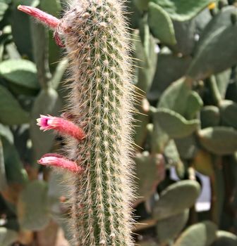 Many various Cactuses close up on nature