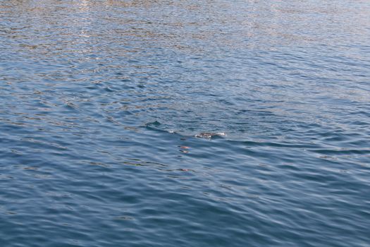 blue water surface close up background texture