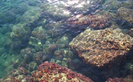 Underwater background - fishes and coral close up