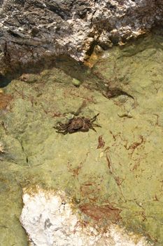 Crab on the rock close up on