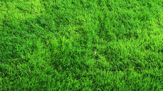 Beautiful green grass texture from golf course